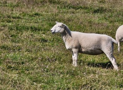 Hoggets