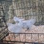 chickens Image 8