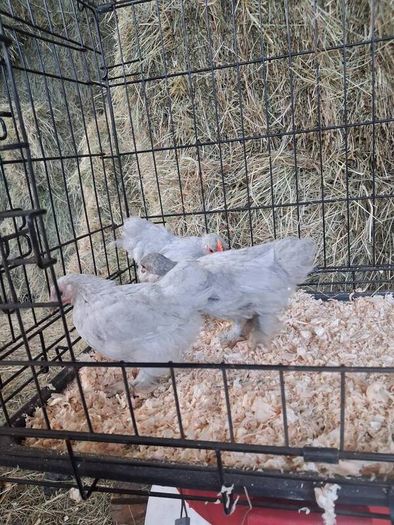 chickens