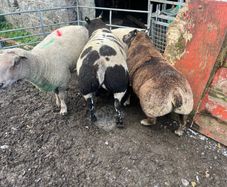 Sheep