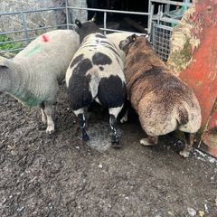 Sheep