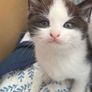 kitten Image 2