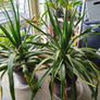 indoor plant Image 6