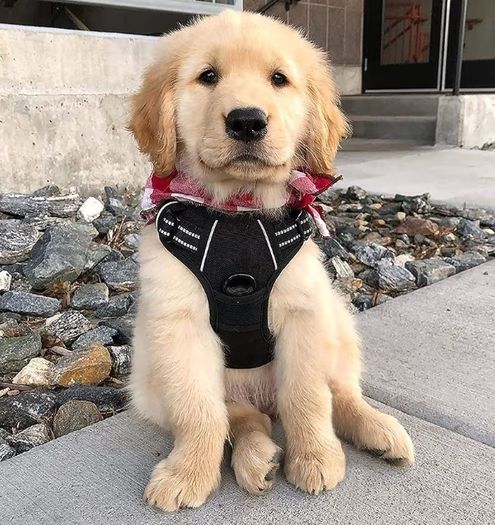 Dog Harness Small Dog, No Pull Vest with Front Clip & Handle