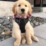 Dog Harness Small Dog, No Pull Vest with Front Clip & Handle Image 4