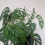 flowers Monstera adansonii - Monkey Image 4