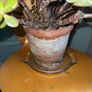 Jade plant, Money plant for good luck, at least 40 years old Image 3