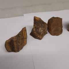 Tigers eye