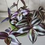 Trailing House Plants. Image 10
