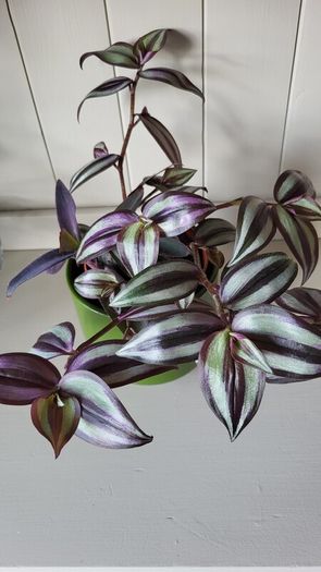 Trailing House Plants.