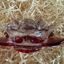 Pair of Newgrange Living glass tealight candle holders in a red flower design Image 5