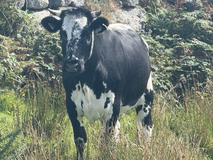 Cow