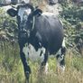 Cow Image 7