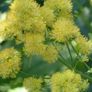 Job lot Cottage garden perennial flowers Image 3