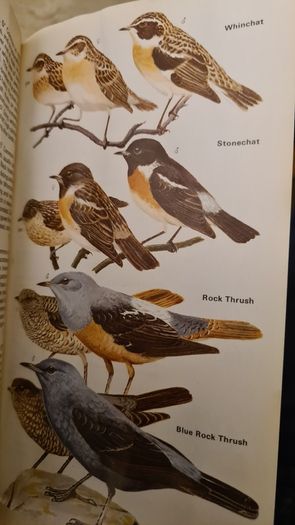 Birds Of Britain And Europe. The Hamlyn Guide. By Bertel Bruun. Illustrated By Arthur Singer. 516 Birds In Colour & 448 Maps. Paperback In FAIR CONDITION. 32..
