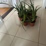 Aloe Vera plant (Skin) Image 4