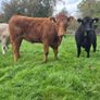 Organic heifers Image 3