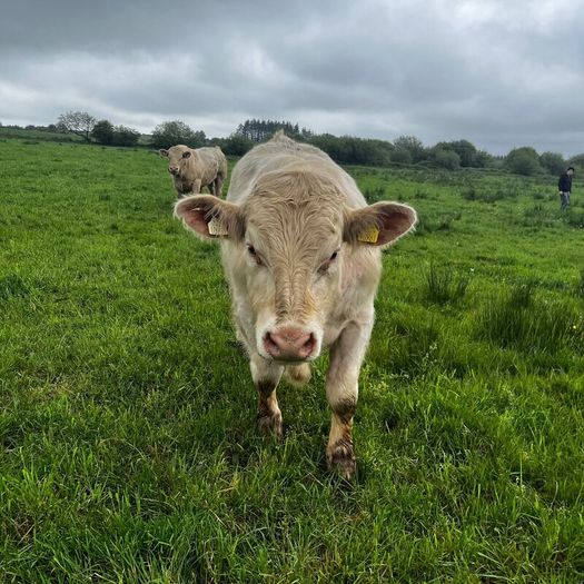 3 purebred registered charlaois bulls for sale