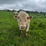 3 purebred registered charlaois bulls for sale Image 4