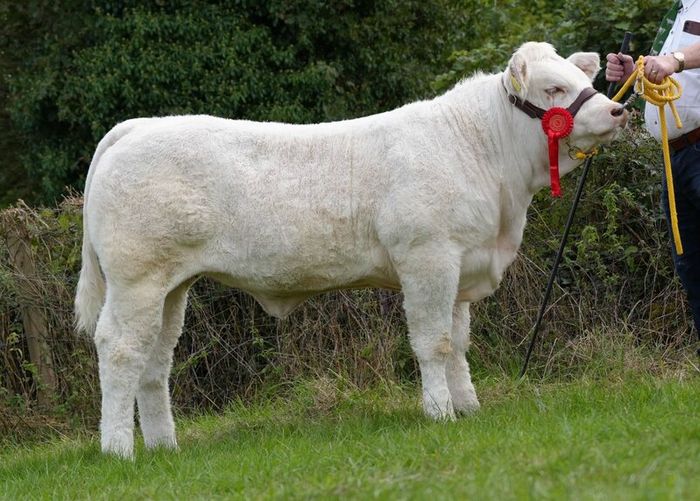Pedigree Charolais Cattle