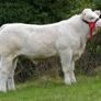 Pedigree Charolais Cattle Image 5