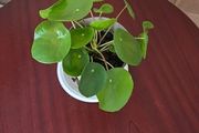 plants