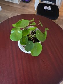 plants