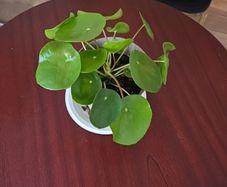plants