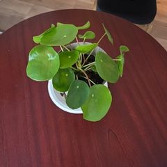 plants
