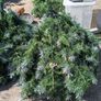 Christmas tree Image 2