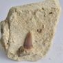 Self Collected 15 Million years old. In Natural Sandstone Image 4