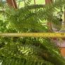boston Fern Image 5
