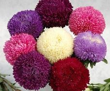 (A) Aster Balloon (mixed) seeds 0.3g (414635)
