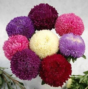 (A) Aster Balloon (mixed) seeds 0.3g (414635)