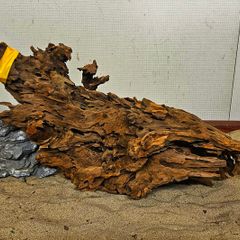Dragon Wood