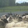 Good Quality Organic Hogget Sheep Image 6