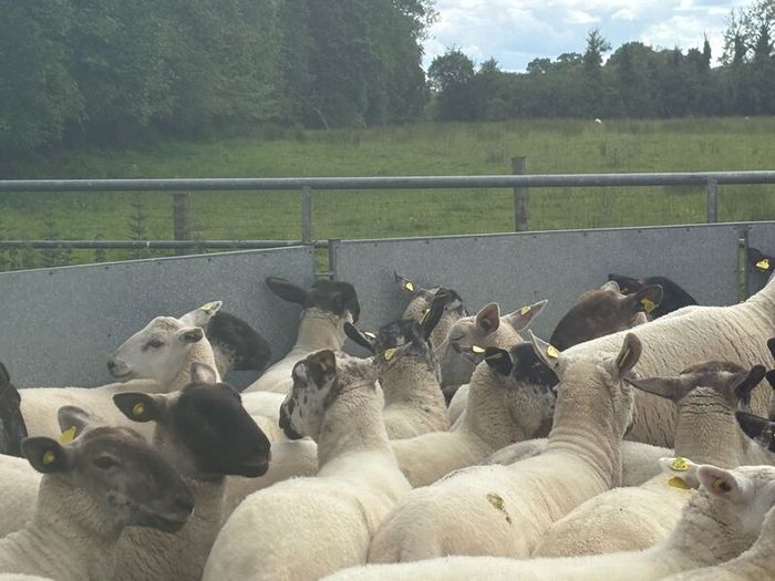 Good Quality Organic Hogget Sheep