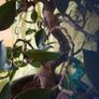 Bonsai Image 6