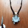 4 x roe deer skulls Image 2