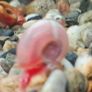 aquarium ramshorn snails (fresh water) Image 3