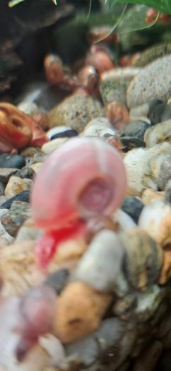 aquarium ramshorn snails (fresh water)