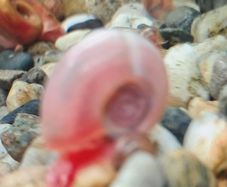 ramshorn snails