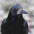 Corvid