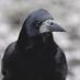 Corvid