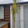 Palm Tree Image 4