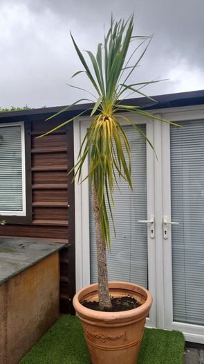 Palm Tree