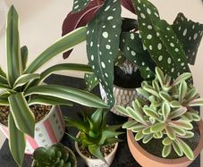 Selection of Five Artificial House Plants