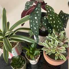 Selection of Five Artificial House Plants