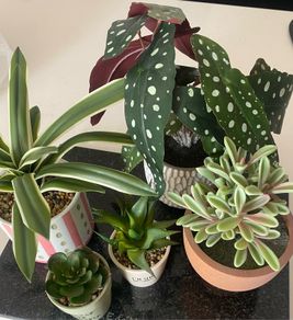 Selection of Five Artificial House Plants