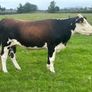 Cattle Image 4